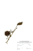 藏品(小花黃蟬)的圖片